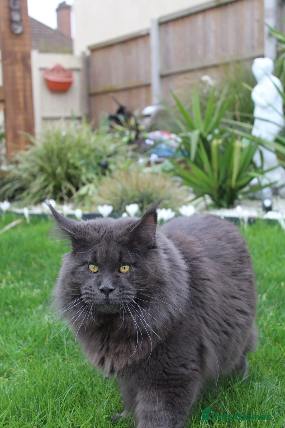 Maine Coon cats for stud: GCCF and TICA Maine Coon Stud  - Advert 2