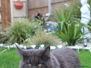 Maine Coon cats for stud: Maximus Majestic Maine Coon Stud - Advert 1