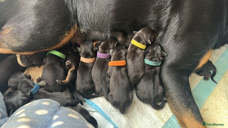 Rottweiler dogs - Advert 1