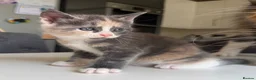Maine Coon cats for sale: TORTOISESHELL MAINE COON X KITTENS - Advert 9