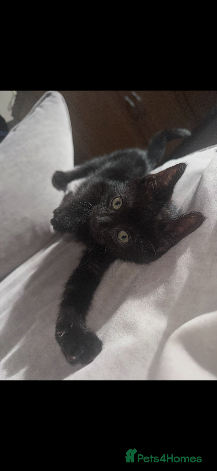 Mixed Breed cats 3 female black kittens for sale  - Advert 1