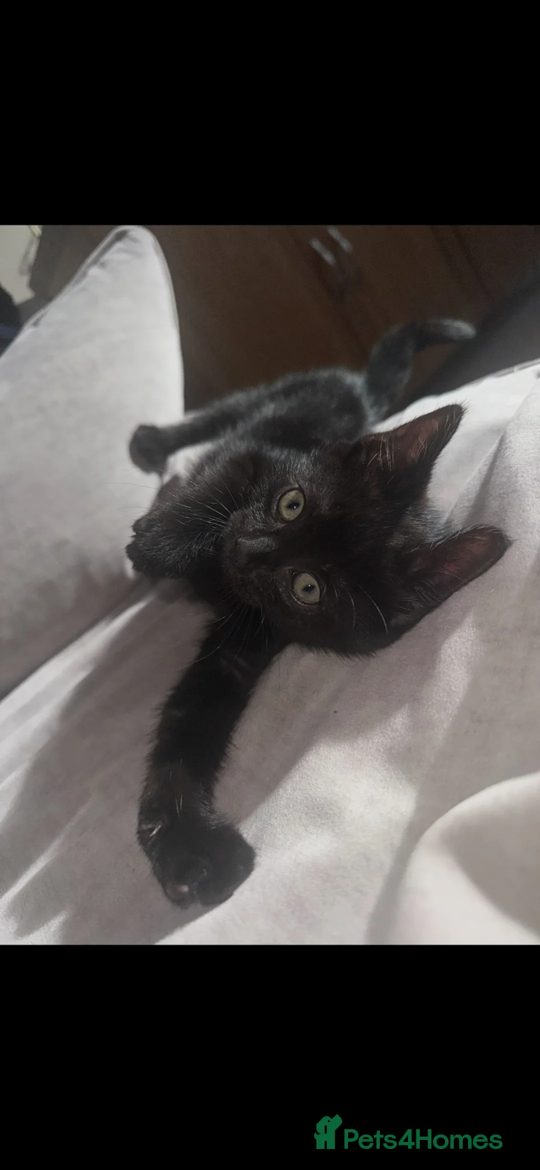 Mixed Breed cats for sale: 3 female black kittens for sale  - Advert 1