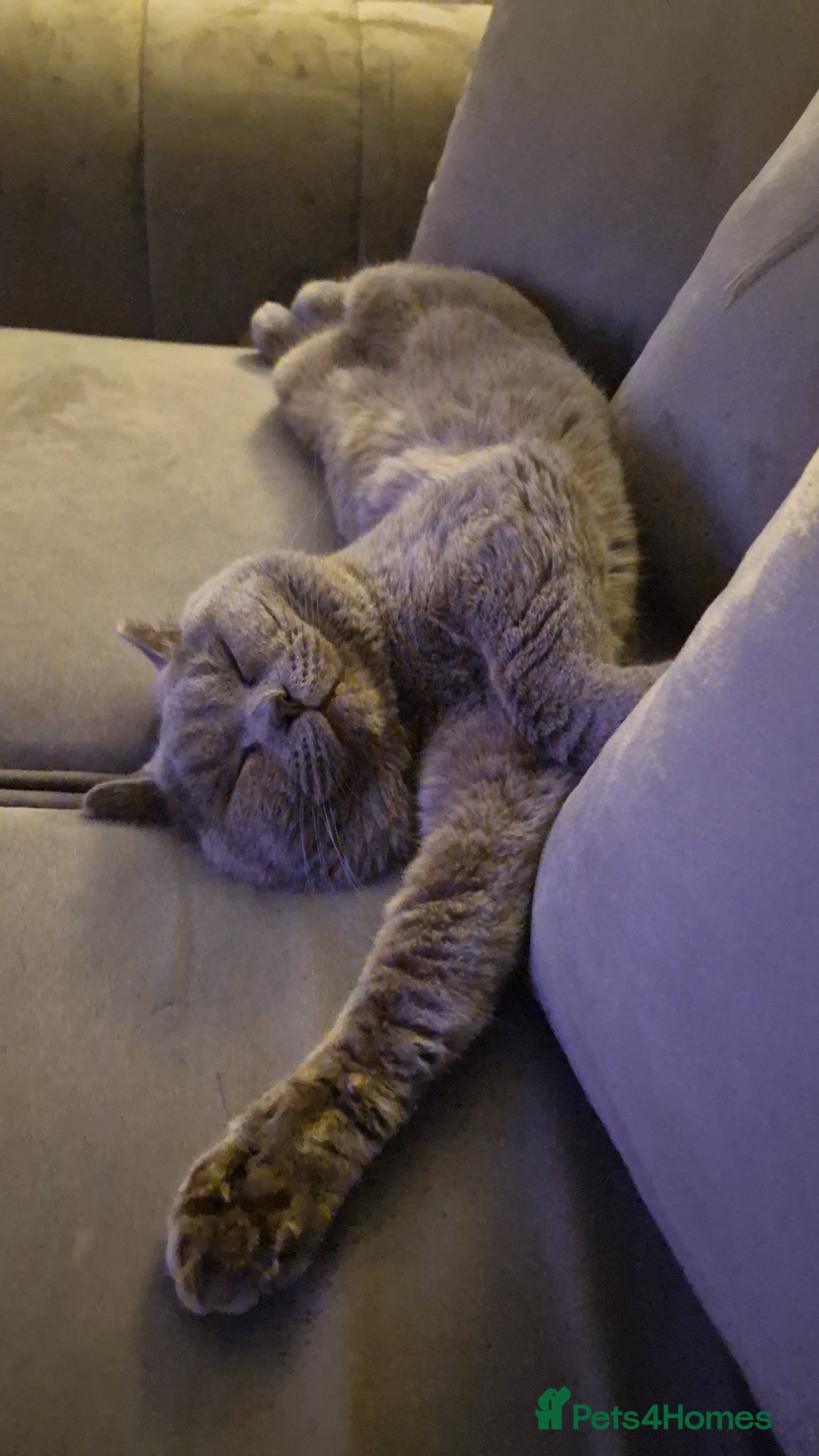 British Shorthair cats for sale: Beautiful British Shorthair Boy.. 😺 - Advert 1