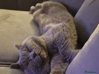 British Shorthair cats Beautiful British Shorthair Boy.. 😺 - Advert 15