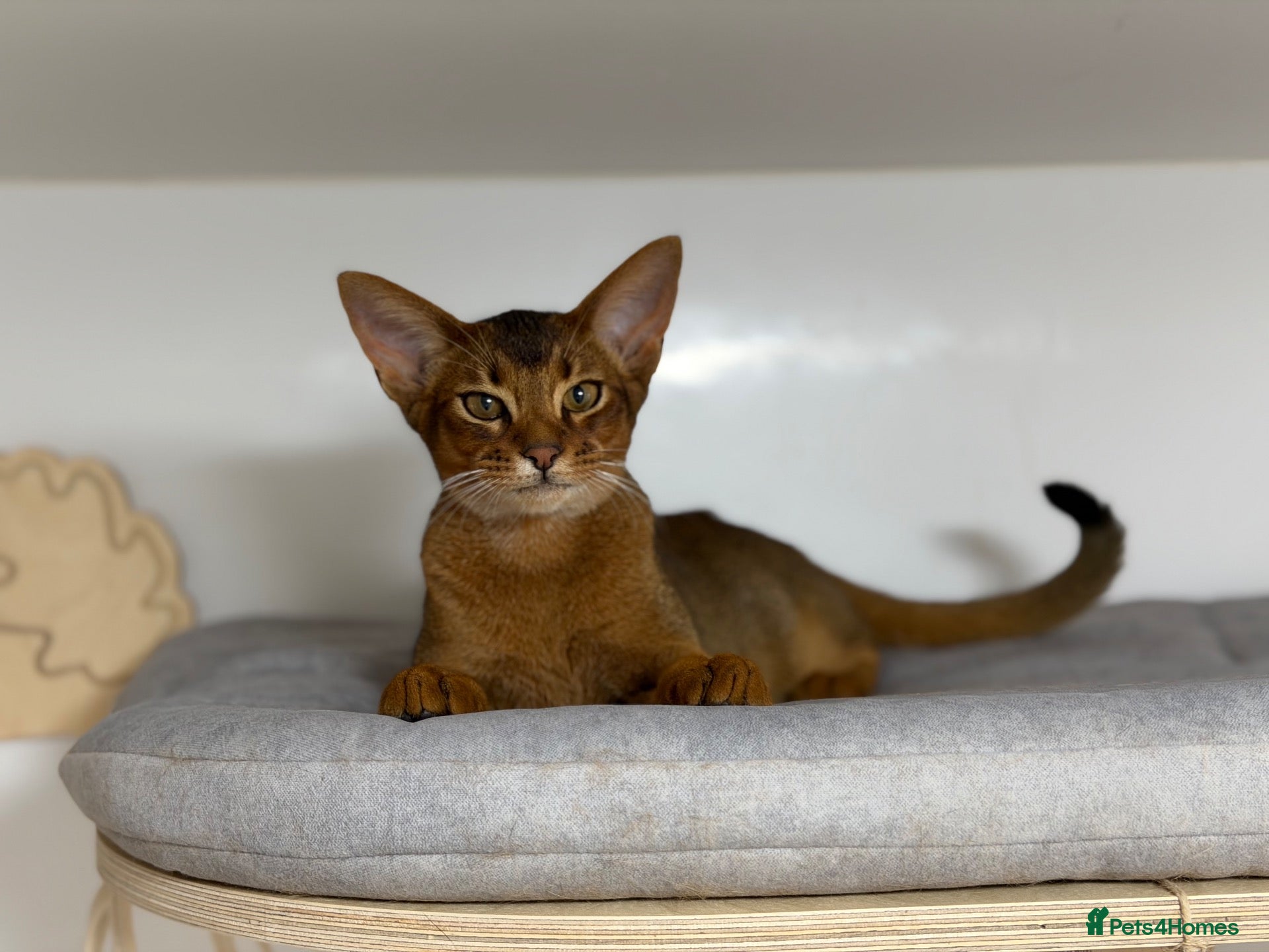 Abyssinian cats Last amazing kitten 😻 - Advert 2