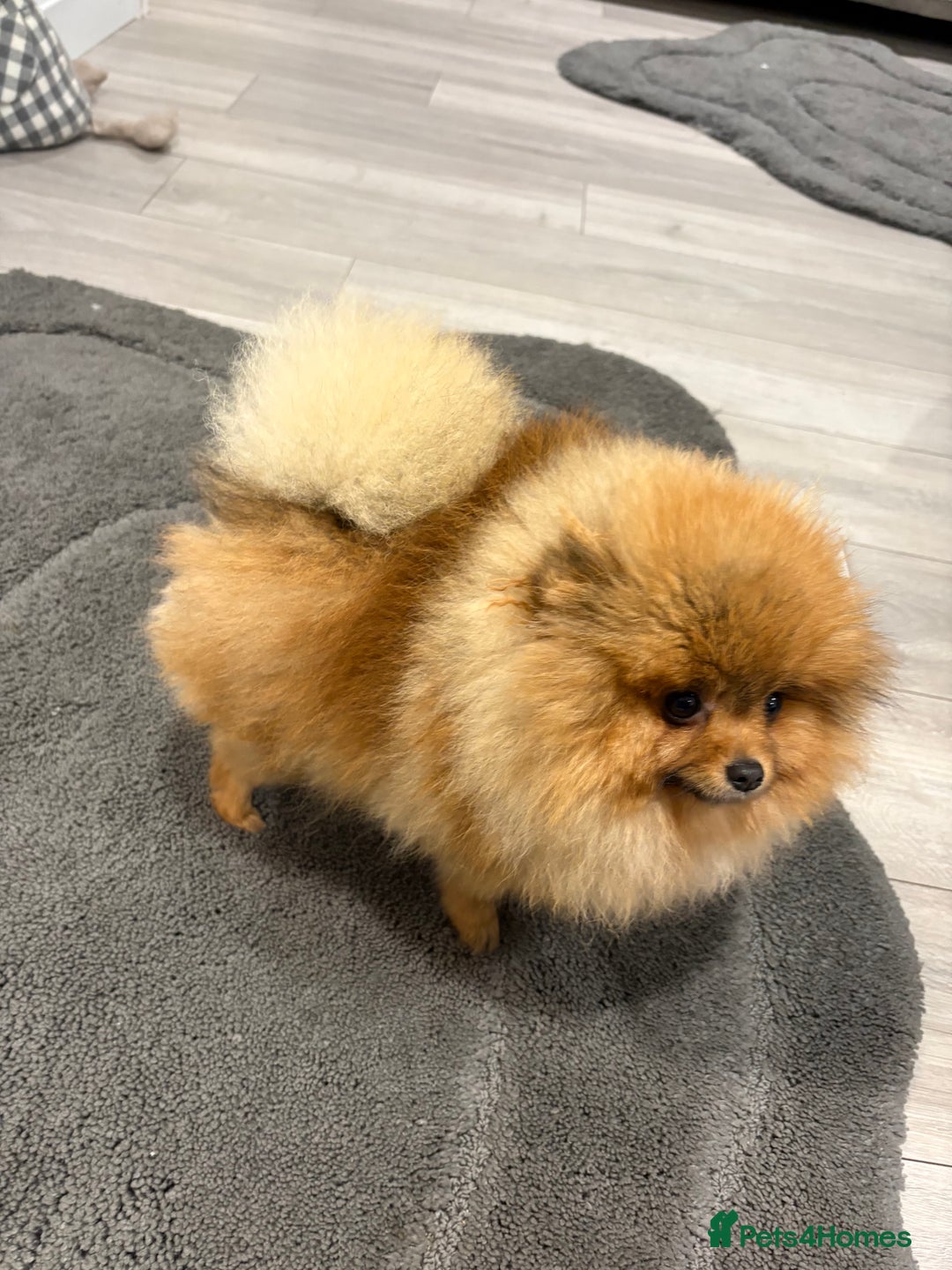 Pomeranian dogs for sale: Beautiful Pomeranian Girl for sale.  - Advert 6