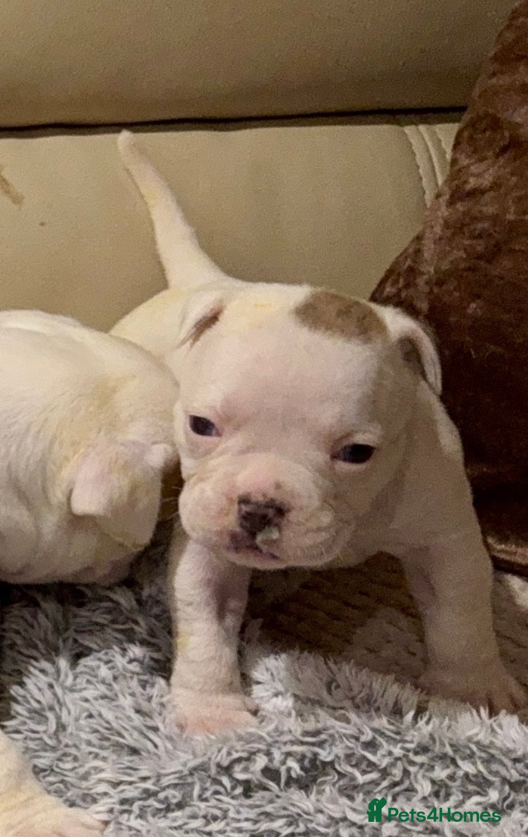 Olde English Bulldogge dogs for sale: (Reduced) Olde English Bulldogges puppies  - Advert 32