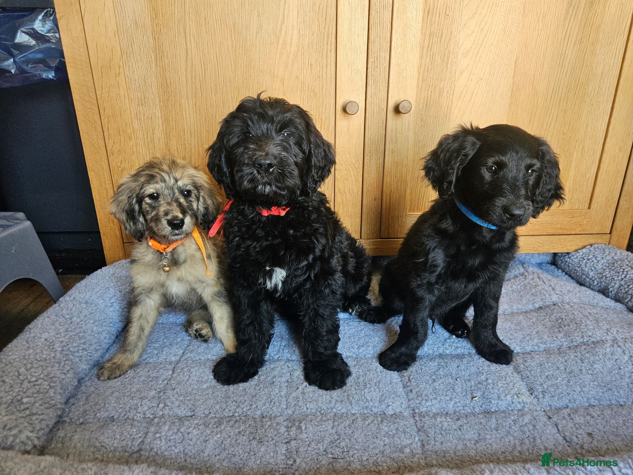 Goldendoodle dogs Beautiful f1 Goldendoodles  - Advert 8