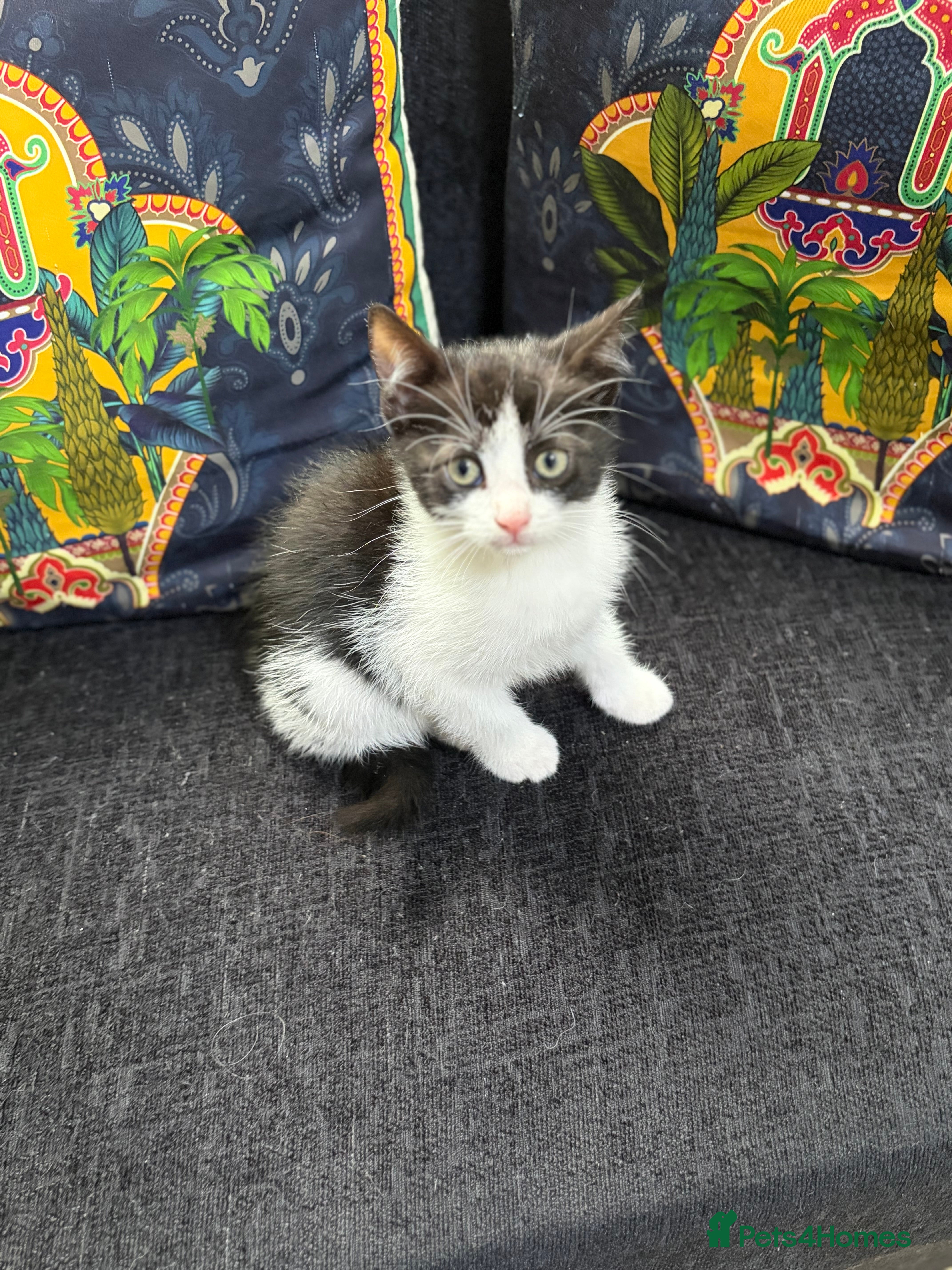 Mixed Breed cats Gorgeous kittens  - Advert 6
