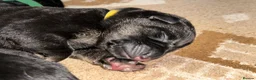 German Shepherd dogs for sale: Dm clear German shepherd pups born on the 19th sep - Advert 5