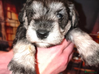 Miniature Schnauzer dogs Charming Mini Schnauzers with KC registration - Advert 4