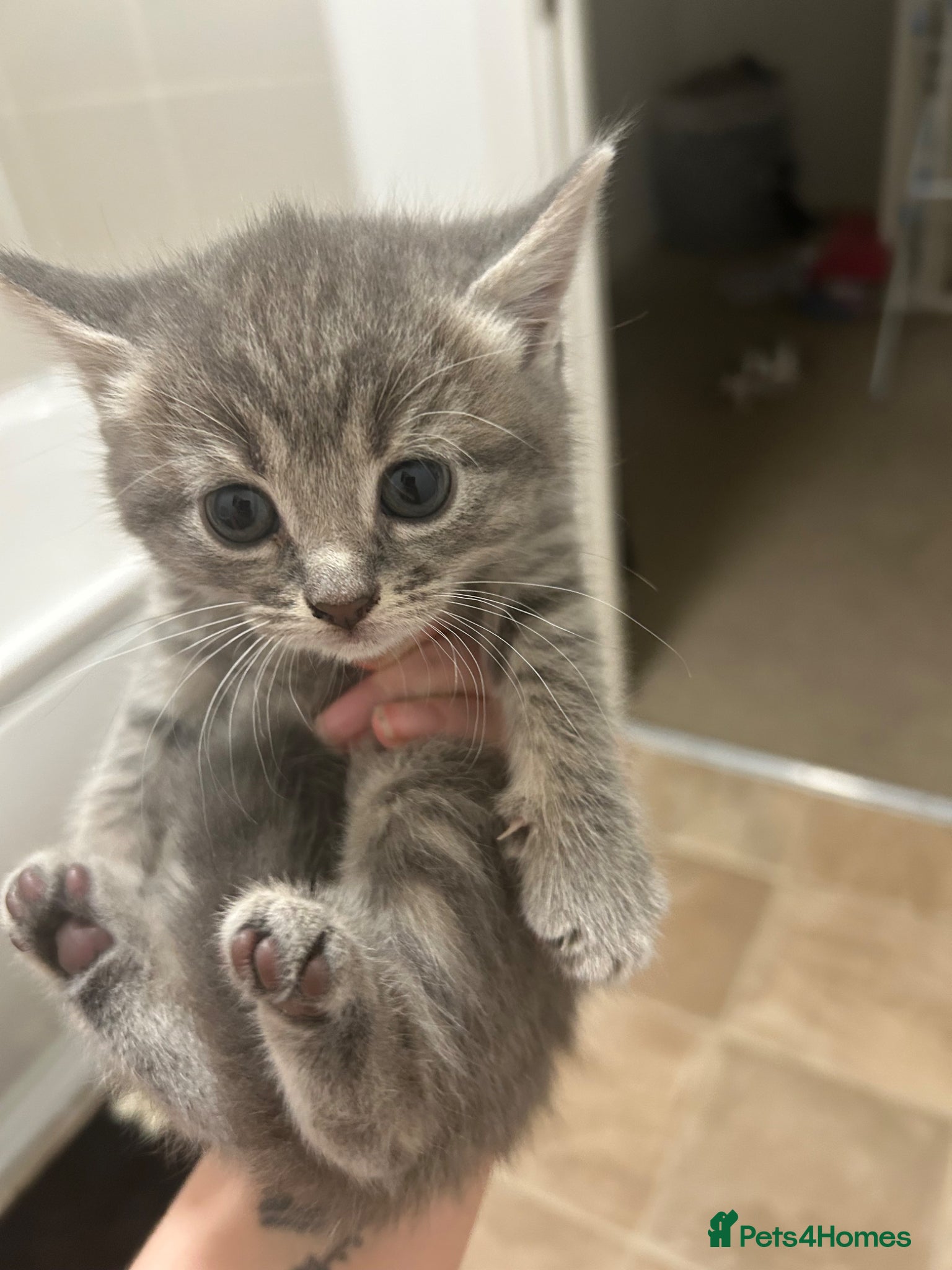 Mixed Breed cats for sale: 5 beautiful kittens  - Advert 4