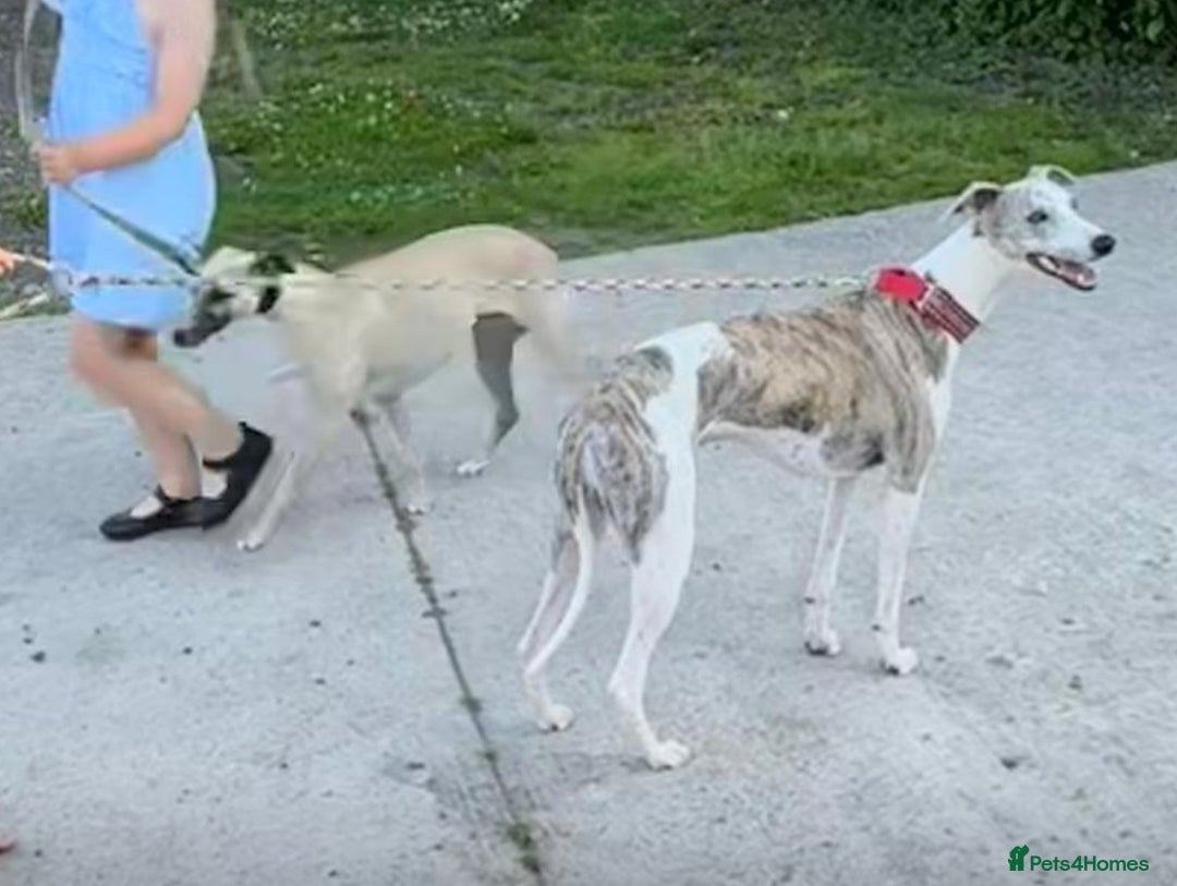 Whippet dogs for sale: Beautiful KC Whippet pups 5 boys - Image 30