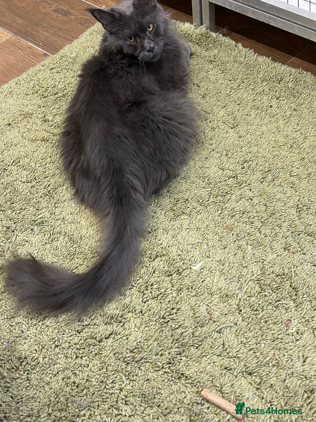 Maine Coon cats for sale: Gccf MaineCoon Kitten Exceptional Russian Lines 🌟 - Advert 2