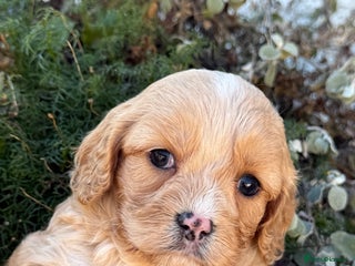 Cavapoo dogs Stunning F1 Cavapoos Females - Advert 4