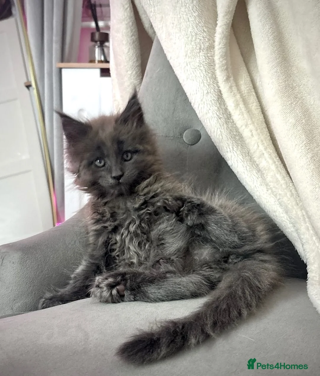 Maine Coon cats for sale: Maine coon - Advert 2