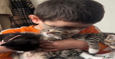 Mixed Breed cats - Advert 10