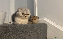 Scottish Fold cats for sale: Scottish fold for sale - Image 8