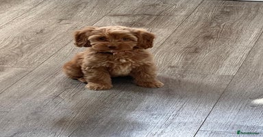 Cockapoo dogs - Advert 16