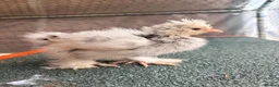 Chickens poultry for sale: USA Bantam Silkie for sale  - Advert 5