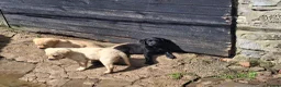 Labrador Retriever dogs for sale: Labrador Pups in Pontypool - Advert 10