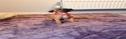 Mixed Breed dogs for sale: All Girls Greyhound/Whippet/Lurcher Cross Puppies! - Advert 3