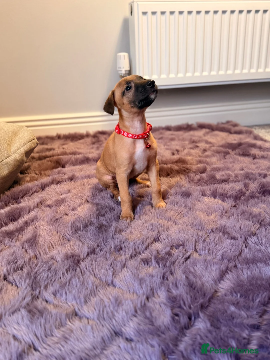 Mixed Breed dogs for sale: All Girls Greyhound/Whippet/Lurcher Cross Puppies! - Advert 3