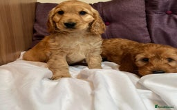 Cockapoo dogs for sale: cockapoo puppy's cv67ee - Advert 8