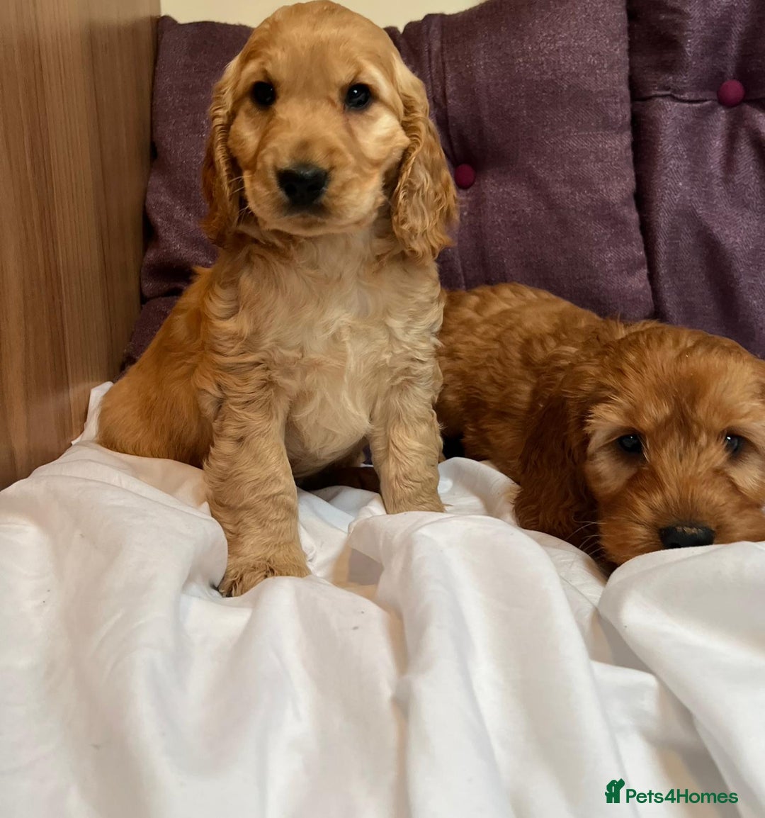 Cockapoo dogs for sale: cockapoo puppy's cv67ee - Advert 8