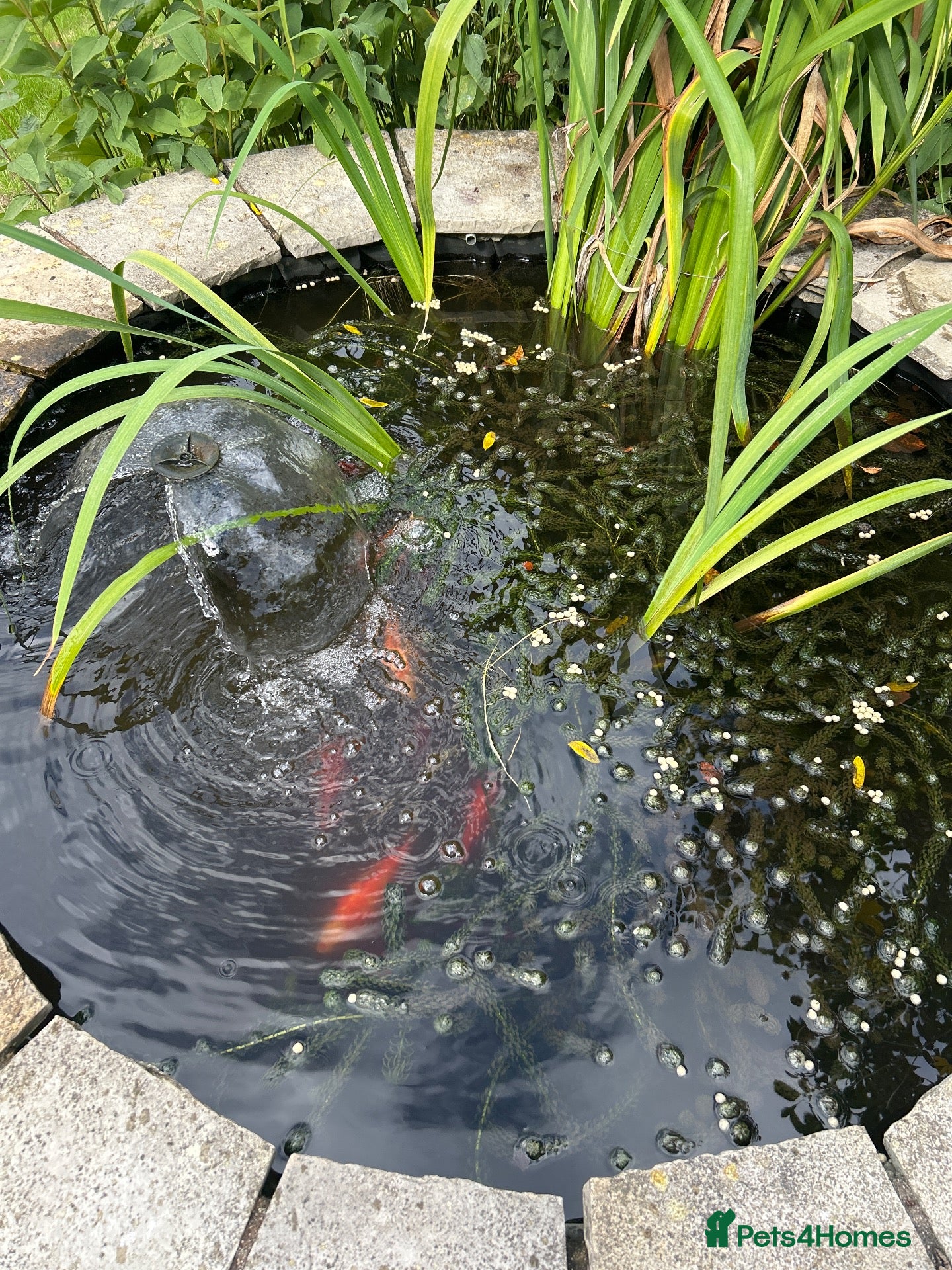 Pond Fish fish Multiple Pond Fish - Advert 1
