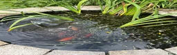 Pond Fish fish for sale: Multiple Pond Fish in Chard - Advert 1