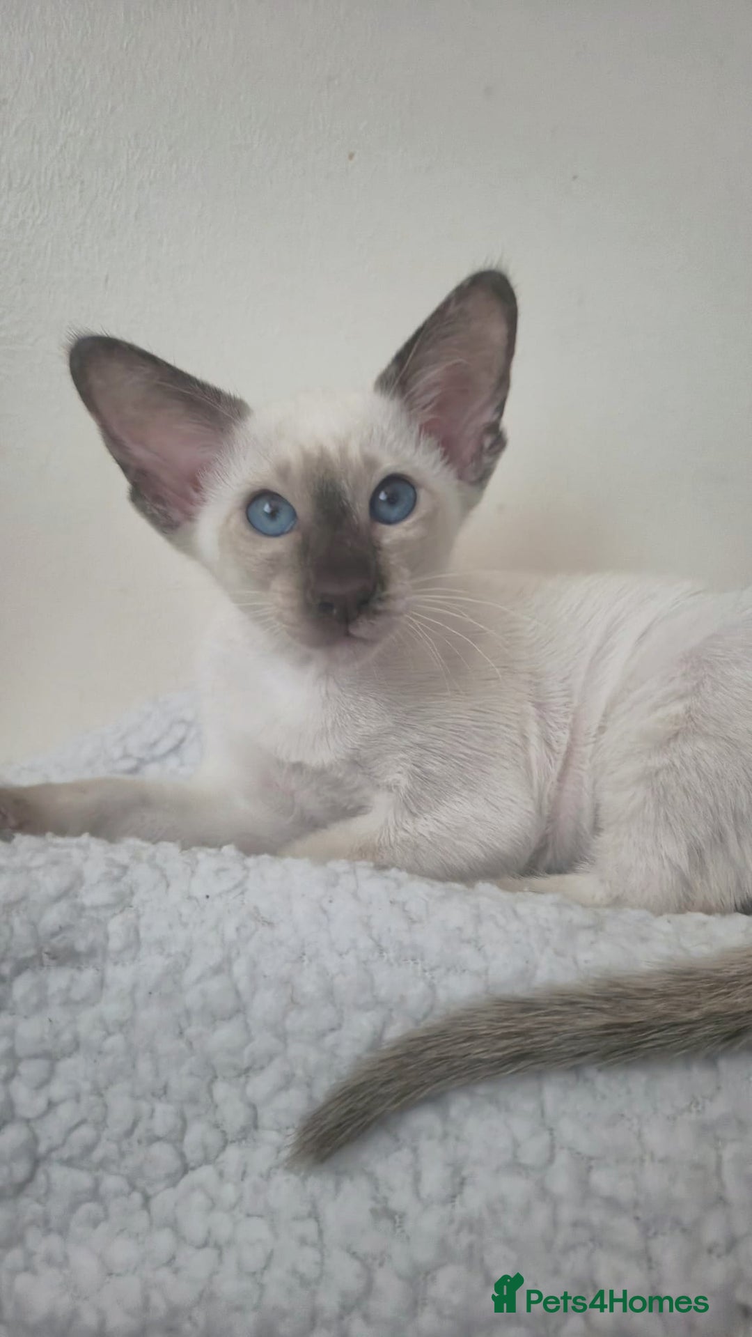 Siamese cats for sale: GCCF Registered Chocolate Tortie Siamese Girl. - Advert 3