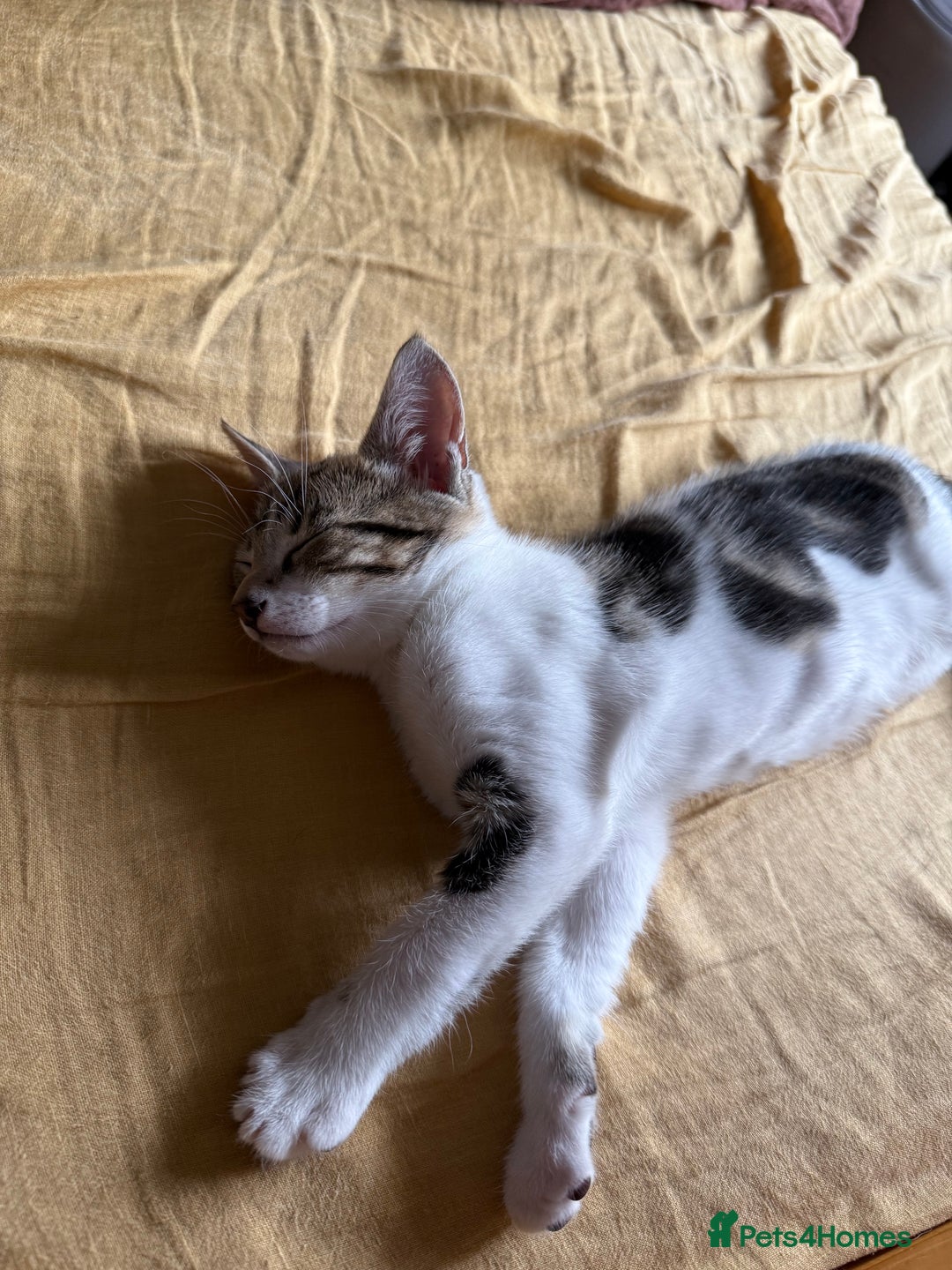 Domestic Shorthair cats for sale: Family-Raised Kittens, Friendly, Playful Ready Now - Image 12