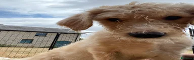 Labradoodle 6
