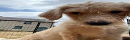 Labradoodle dogs for sale: Beautiful Labradoodle Puppies For Sale - Advert 4