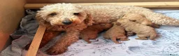 Miniature Poodle dogs for sale: Miniature Poodle puppies  - Advert 17