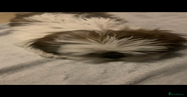 Shih Tzu dogs - Advert 1