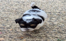 Mixed Breed dogs for sale: Jackawawa pups - Image 3