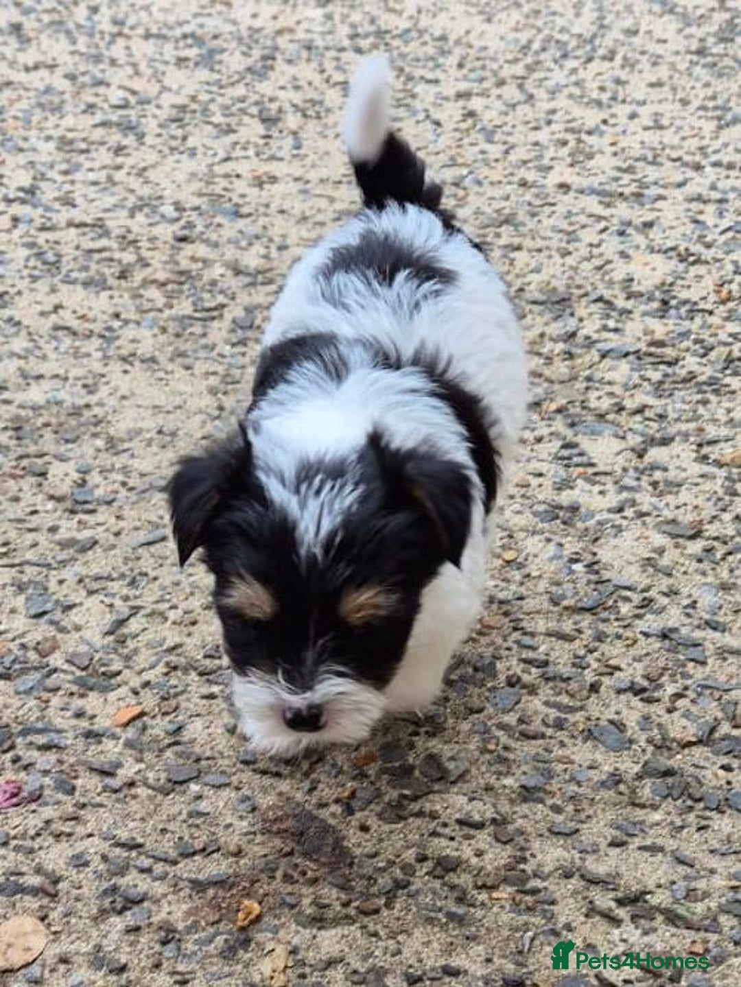 Mixed Breed dogs for sale: Jackawawa pups - Image 3