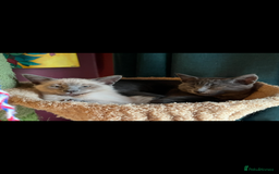 Oriental cats for sale: 5 STUNNING RAGAMESE KITTENS - Image 10