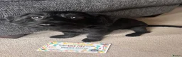 Mixed Breed dogs for sale: Beautiful 2-year-old Doxiepoo in Bristol - Advert 7