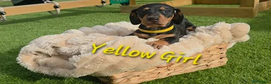 Yellow Girl
