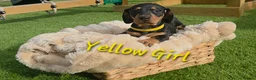 Miniature Dachshund dogs for sale: LAST PUP! Miniature Dachshund Puppies 🐶🐾 - Advert 36