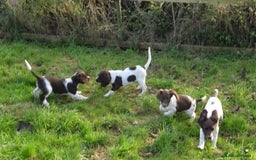 English Springer Spaniel dogs for sale: Gorgeous English Springer Spaniel Puppies  - Advert 9
