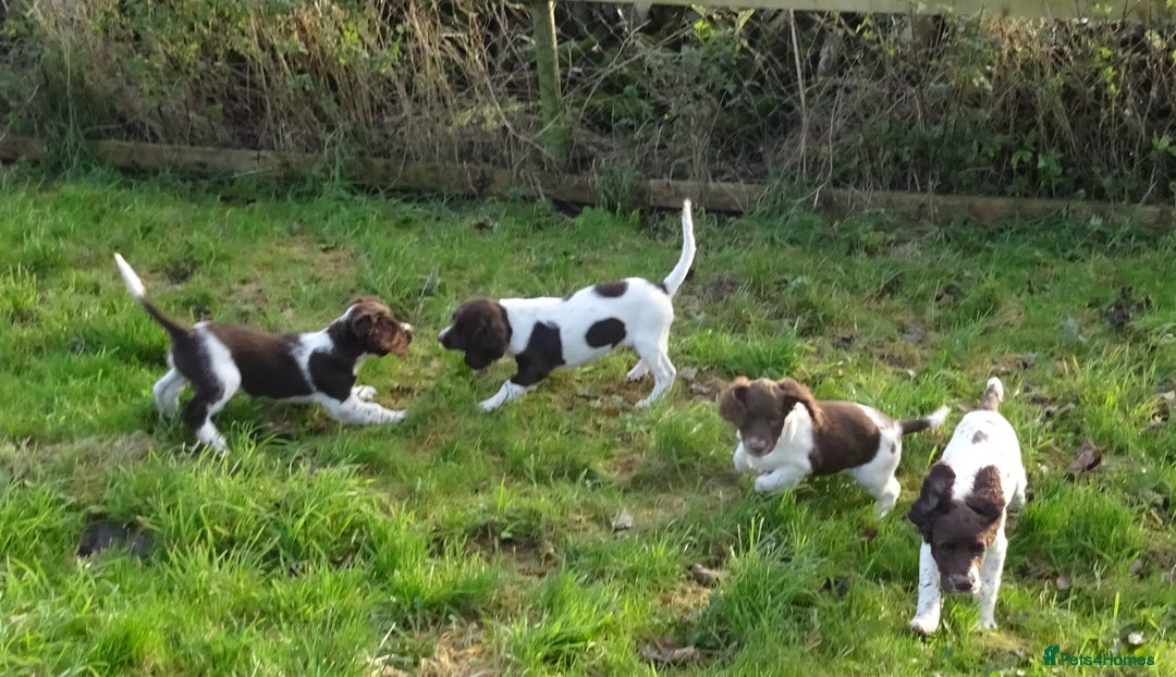 English Springer Spaniel dogs for sale: Gorgeous English Springer Spaniel Puppies  - Advert 9