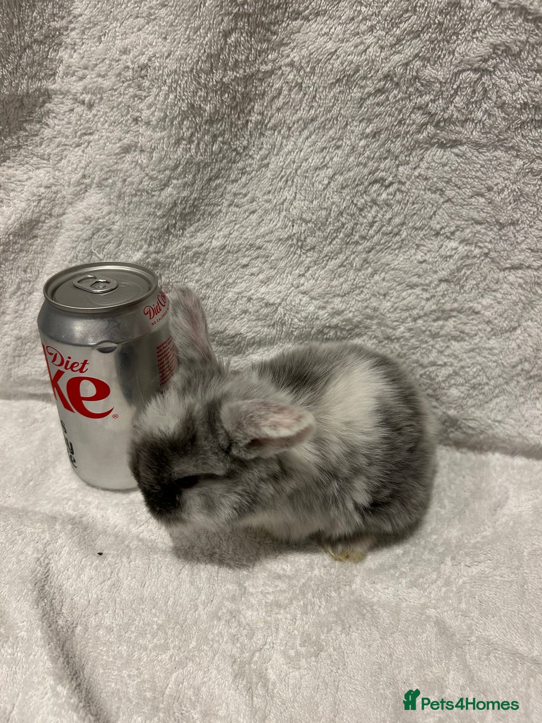 Mini Lop rabbits for sale: Pure Bred Mini Lop Baby Rabbits - Advert 20