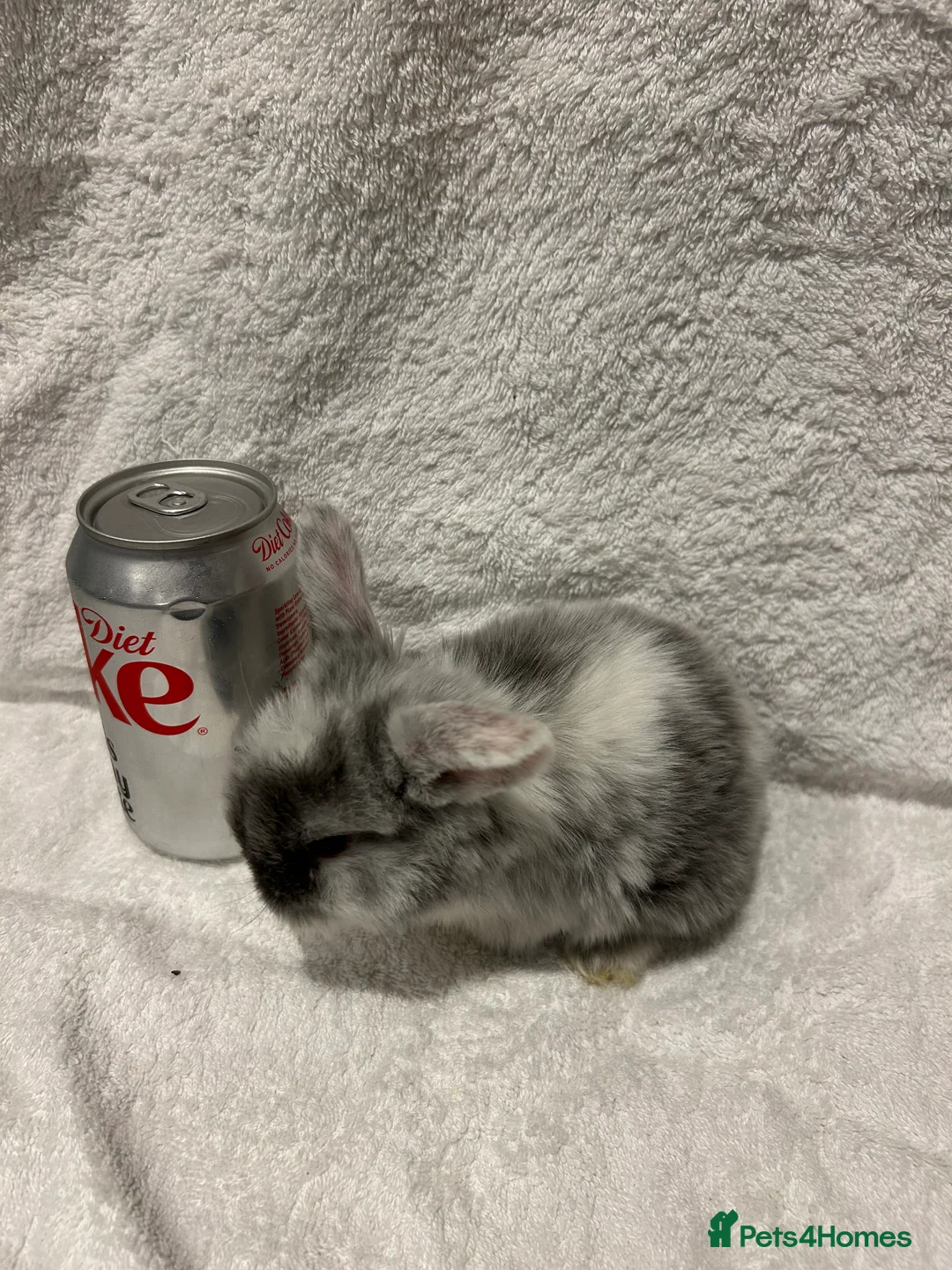 Mini Lop rabbits for sale: Pure Bred Mini Lop Baby Rabbits - Advert 20