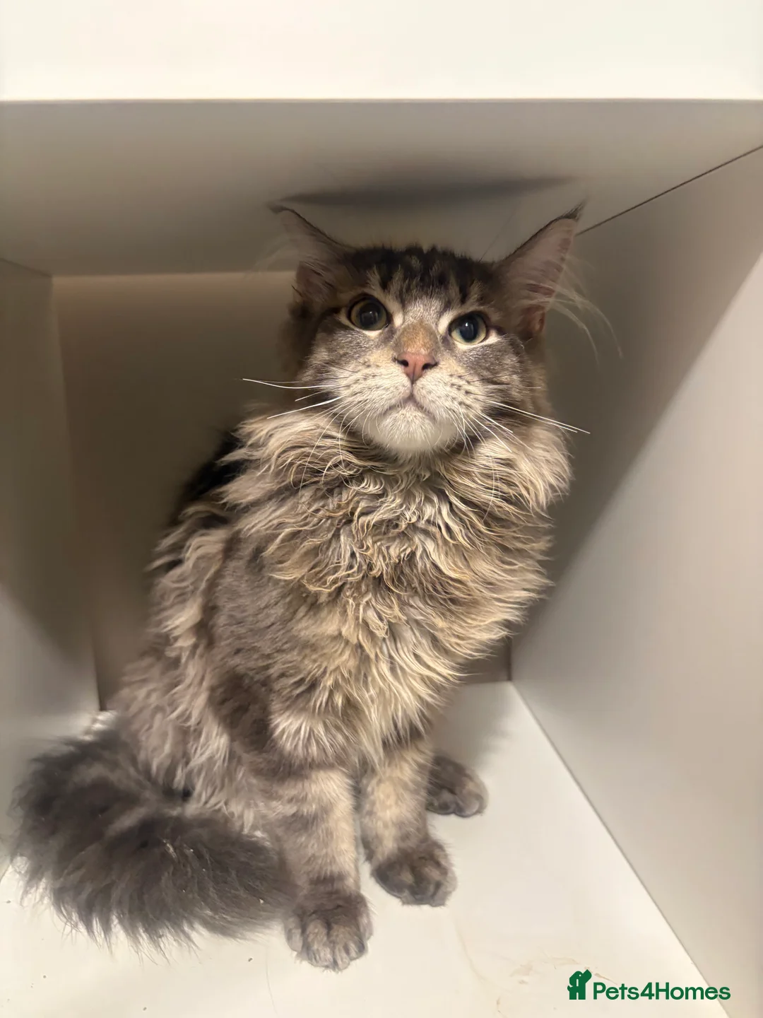 Maine Coon cats for sale: Maine coon xl - Advert 8