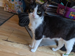 British Shorthair cats for sale - Advert 1