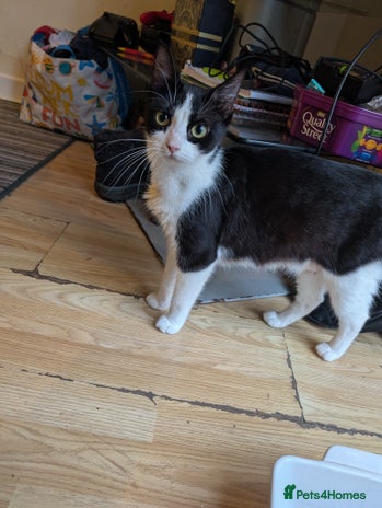 British Shorthair cats - Advert 7